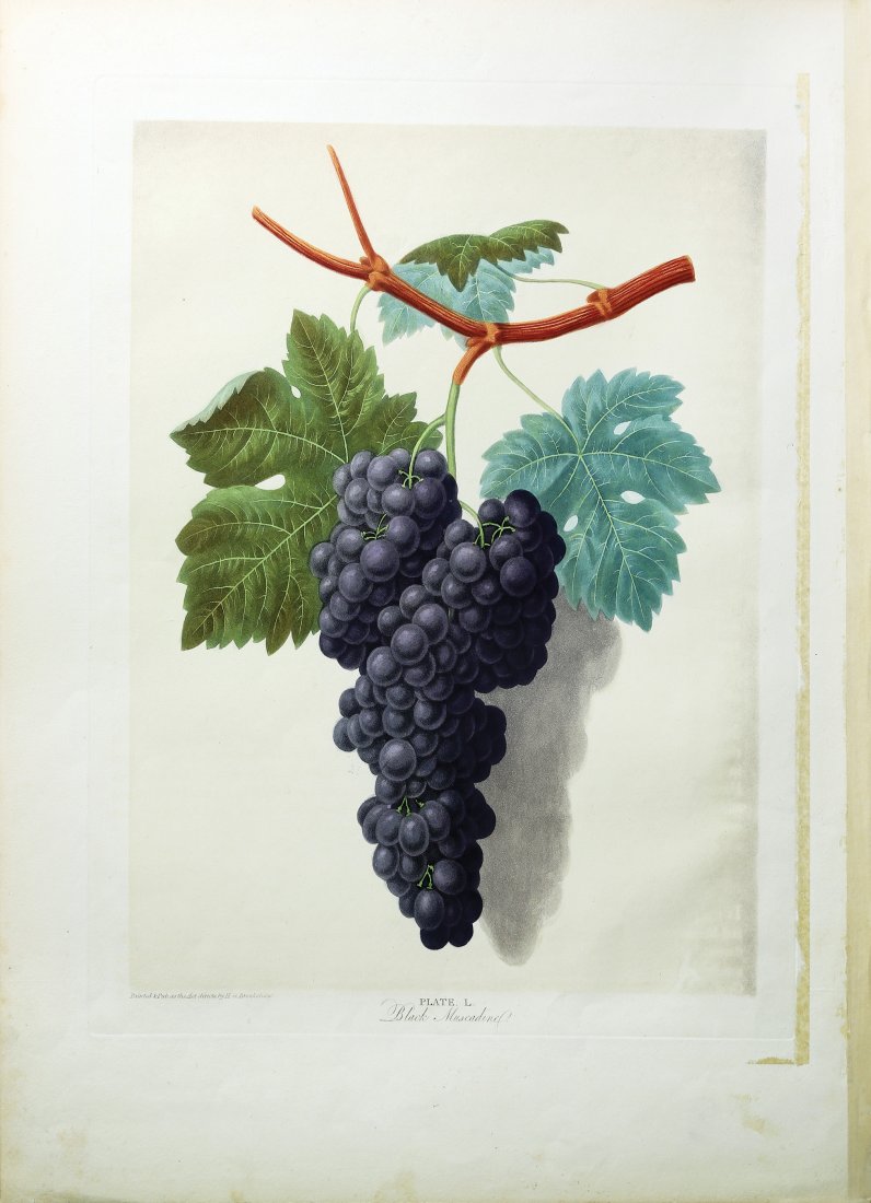 Grapes from Brookshaw's Pomona Britannica: The Black Muscadine, (Grapes), Plate 50. George Brookshaw (c. 1751-1823). From Pomona Britannica. London: T. Bensley for the author, published by White, Cochrane and Co., E. Lloyd and W. Lindsell, [18