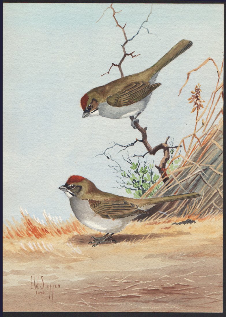 Steffen Watercolor of Green-tailed Towhee: Green-tailed Towhee. Earnest W. Steffen (American, 1891-1981). Watercolor on paper. Signed ll, dated 1946. 14 x 10 inches overall