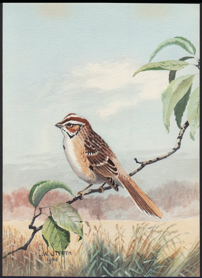 Steffen Watercolor of Lark Sparrow: Lark Sparrow. Earnest W. Steffen (American, 1891-1981). Watercolor on paper. Signed ll, dated 1946. 14 x 10 inches overall