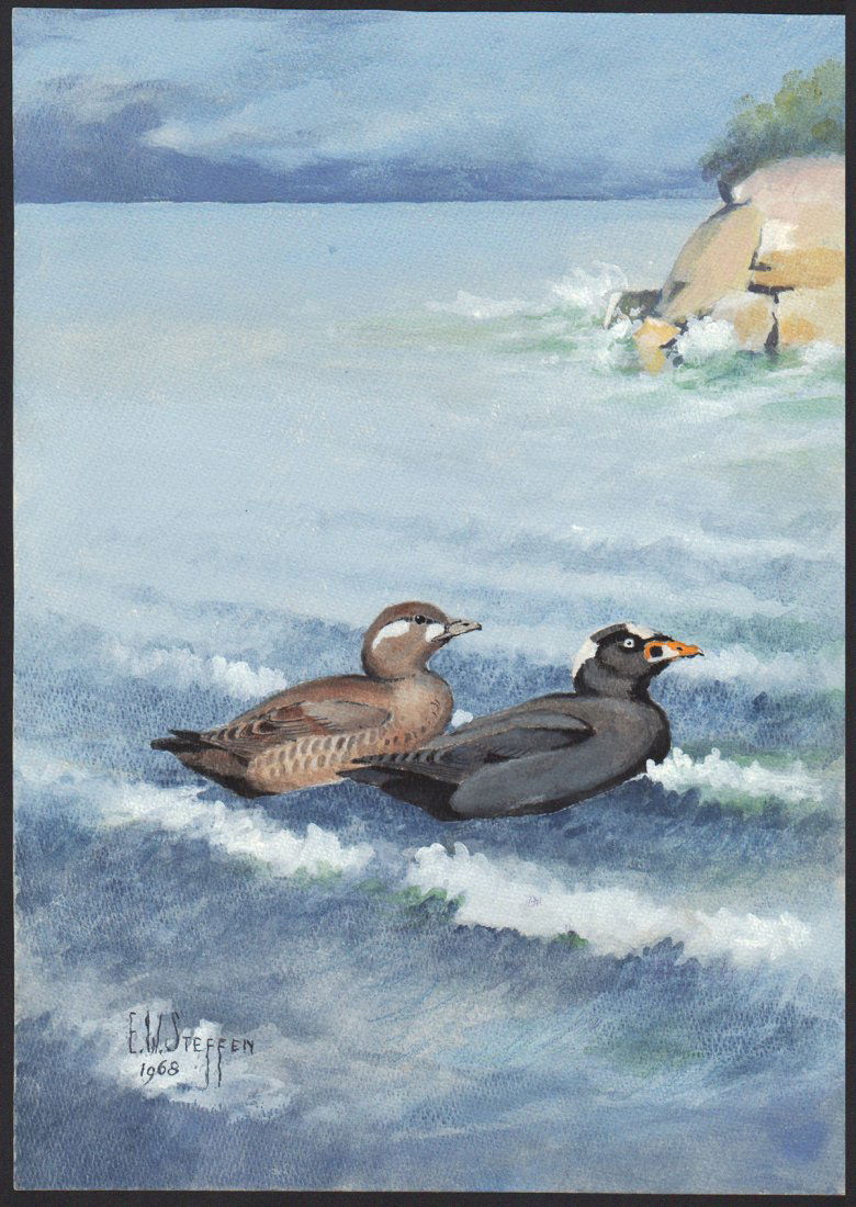 Steffen Watercolor of Surf Scoter Duck (1 of 1)