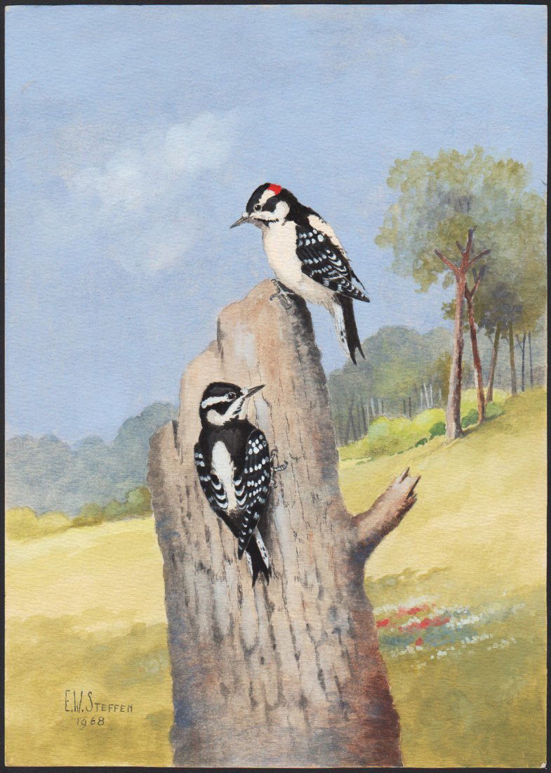 Steffen Watercolor of Downy Woodpecker (1 of 1)