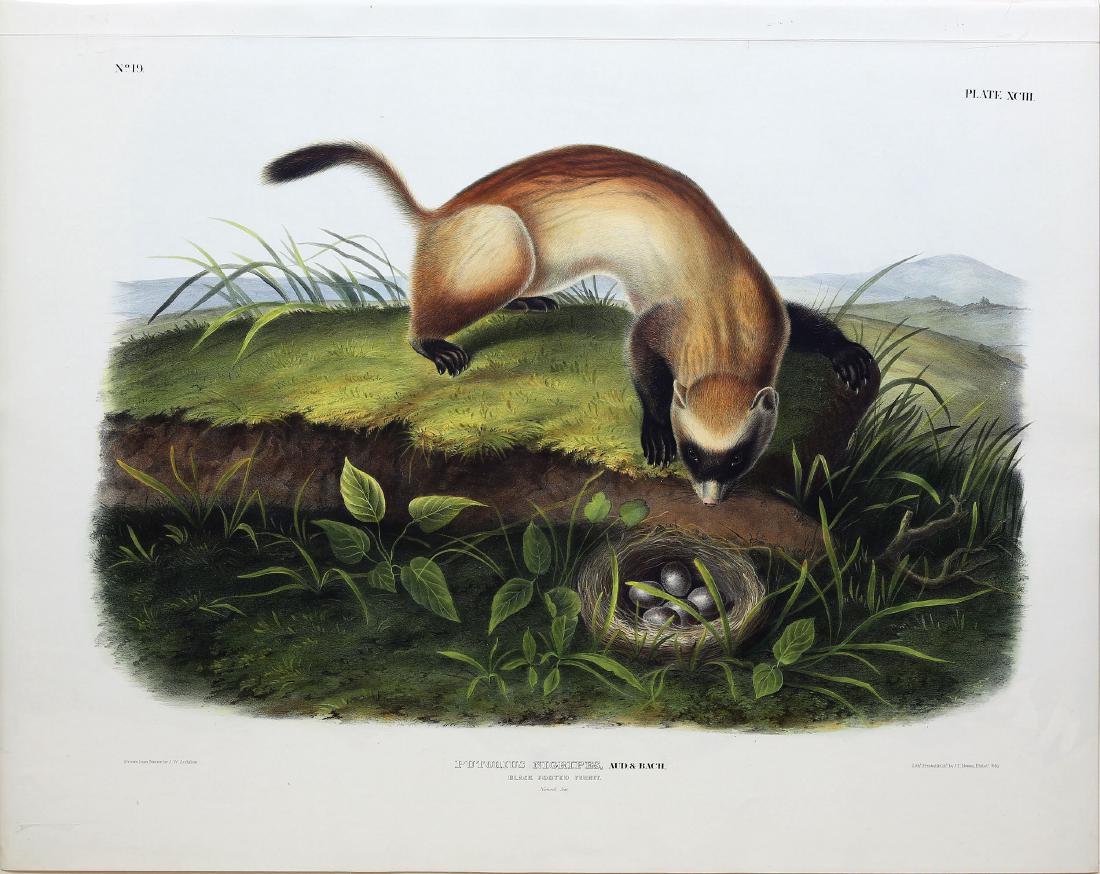 Audubon Lithograph, Black-Footed Ferret (1 of 1)