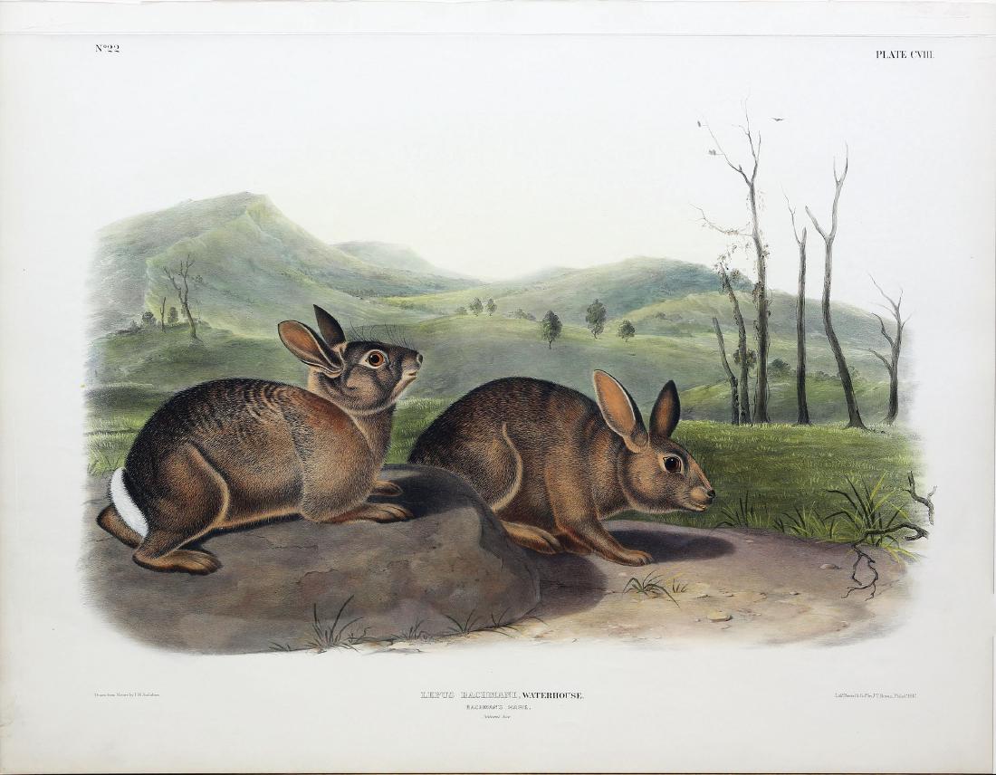 Audubon Lithograph, Bachman's Hare (1 of 1)