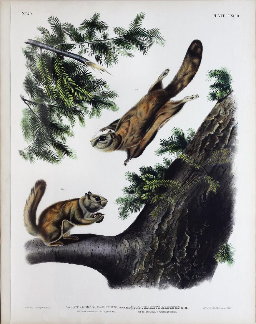 Audubon Lithograph, Severn River Flying Squirrel (1 of 1)
