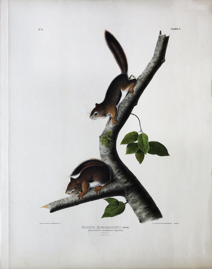 Audubon Lithograph, Richardson's Columbian Squirrel (1 of 1)