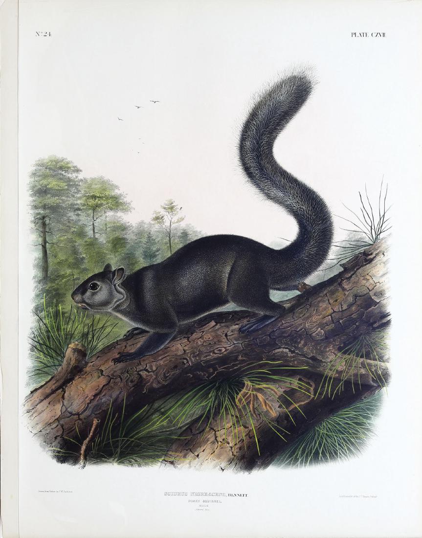 Audubon Lithograph, Dusky Squirrel (1 of 1)