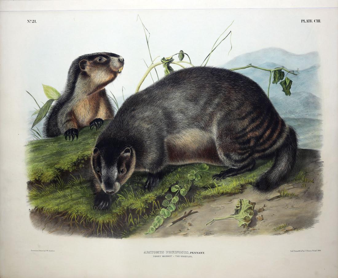 Audubon Lithograph, Hoary Marmot-The Whistler (1 of 1)