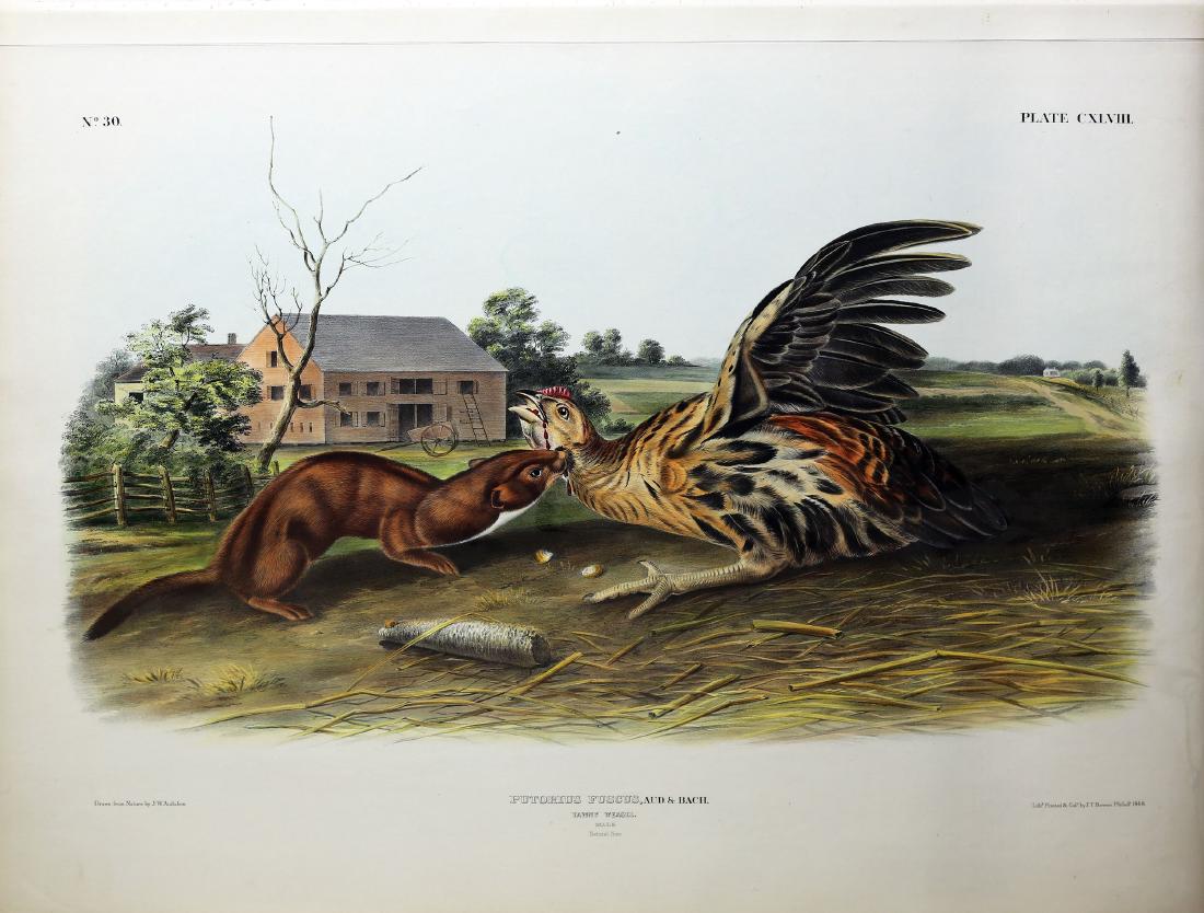 Audubon Lithograph, Tawny Weasel (1 of 1)