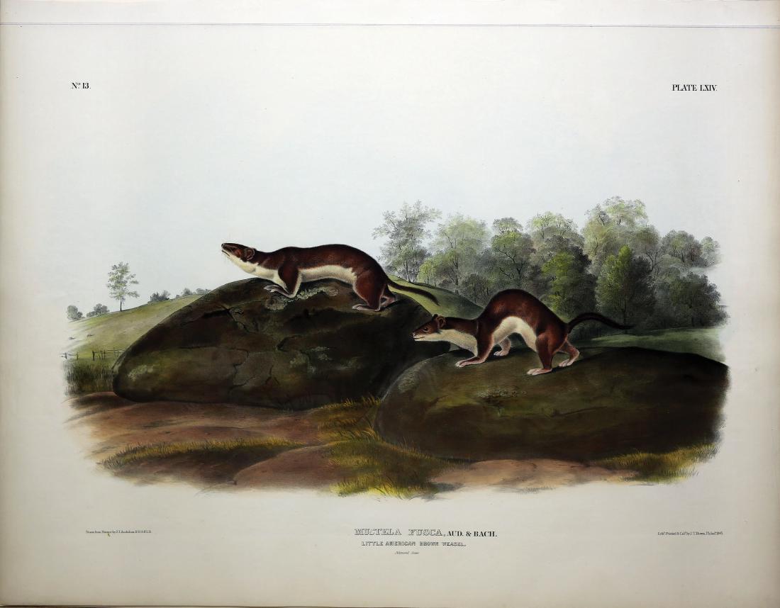 Audubon Lithograph, Little American Brown Weasel (1 of 1)