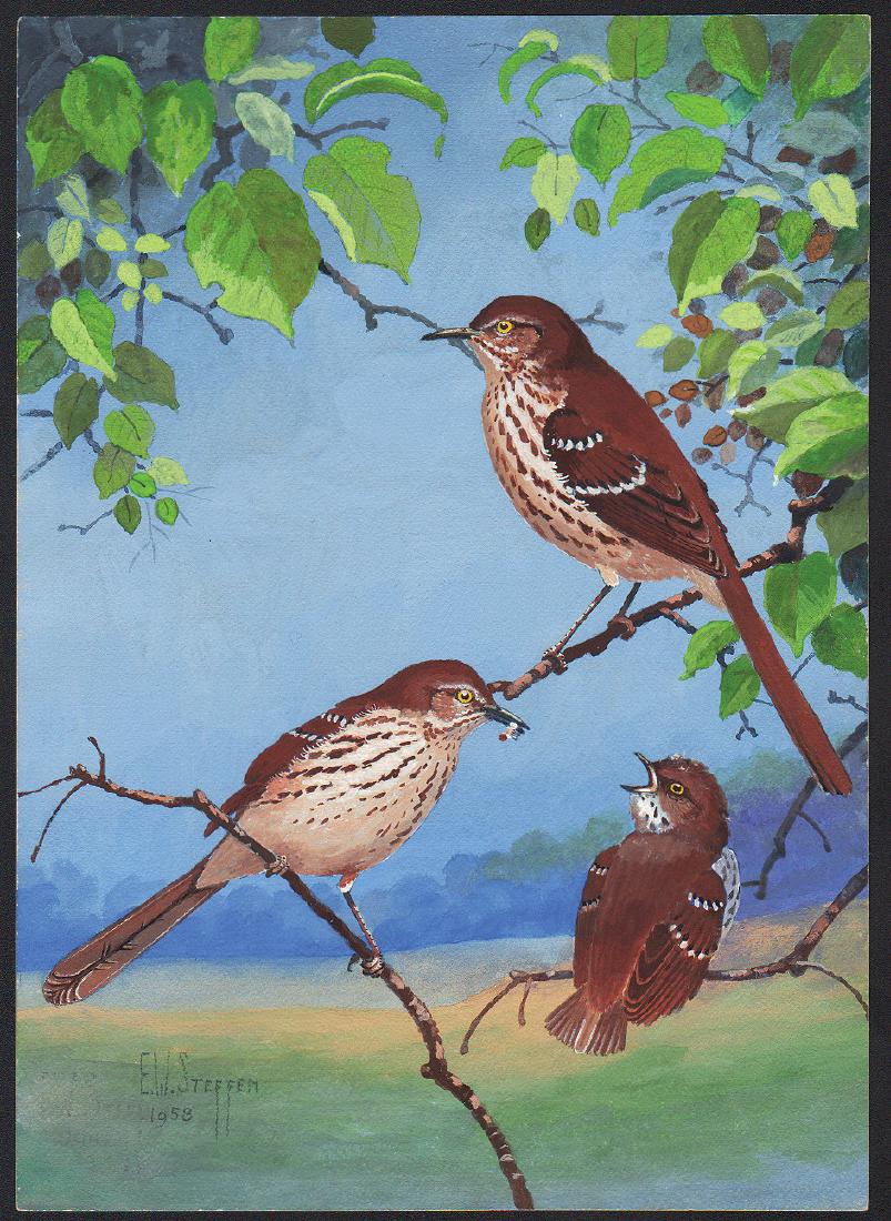 Steffen Watercolor of Brown Thrashers (1 of 1)