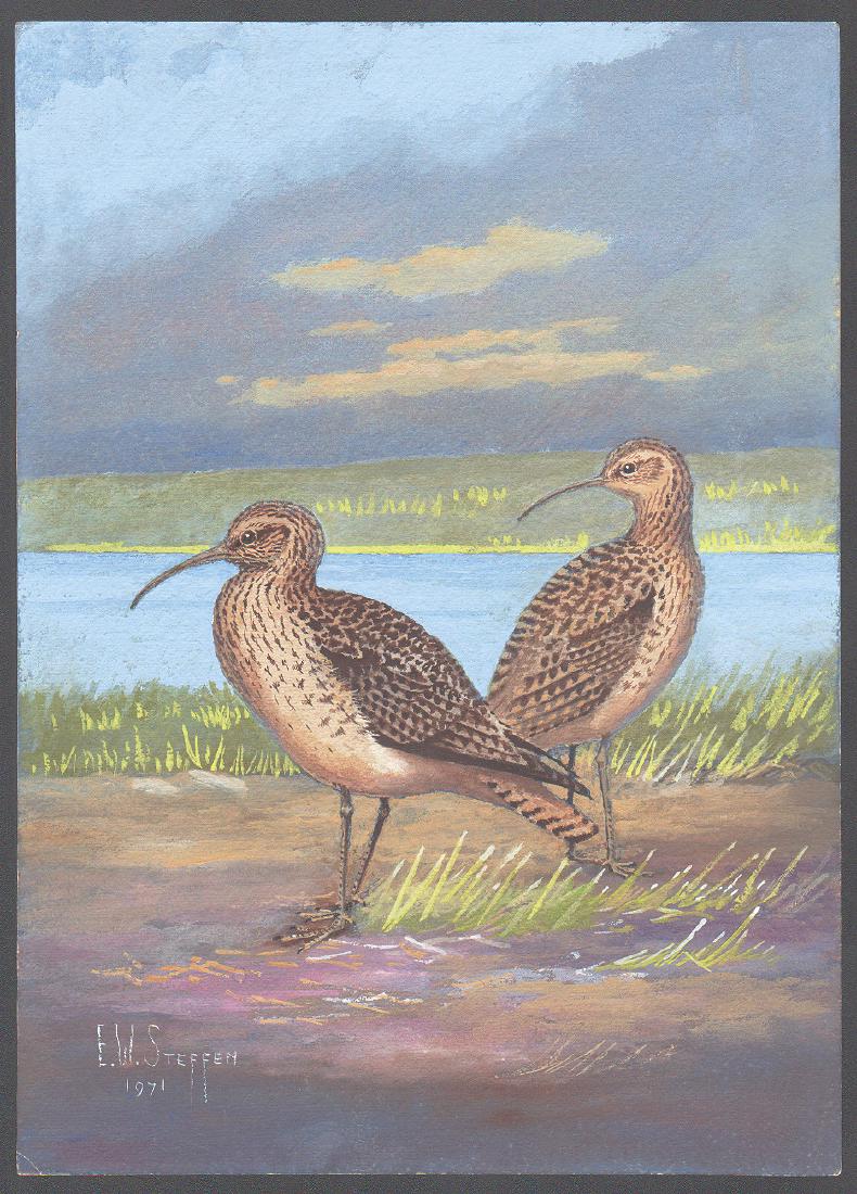 Steffen Watercolor of Northern Curlew (1 of 1)