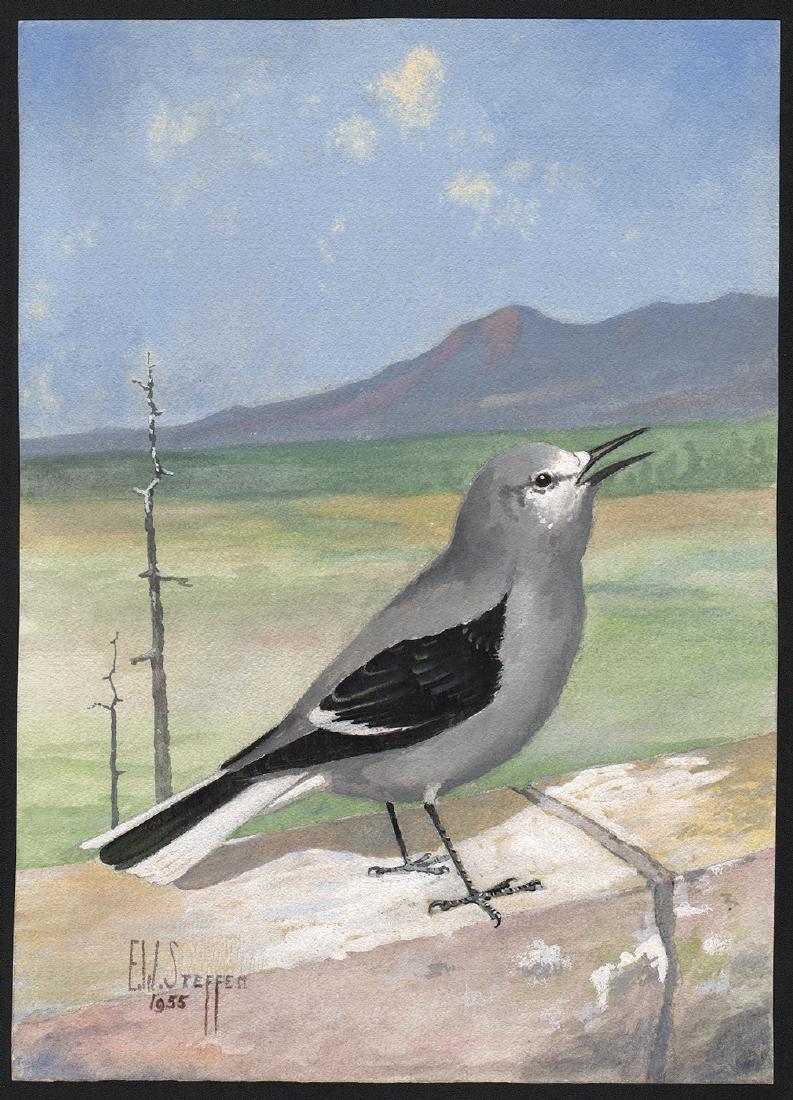 Steffen Watercolor of Clark's Nutcracker (1 of 1)