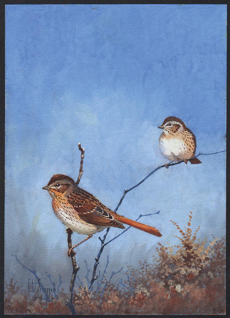 Steffen Watercolor of Lincoln's Sparrow (1 of 1)