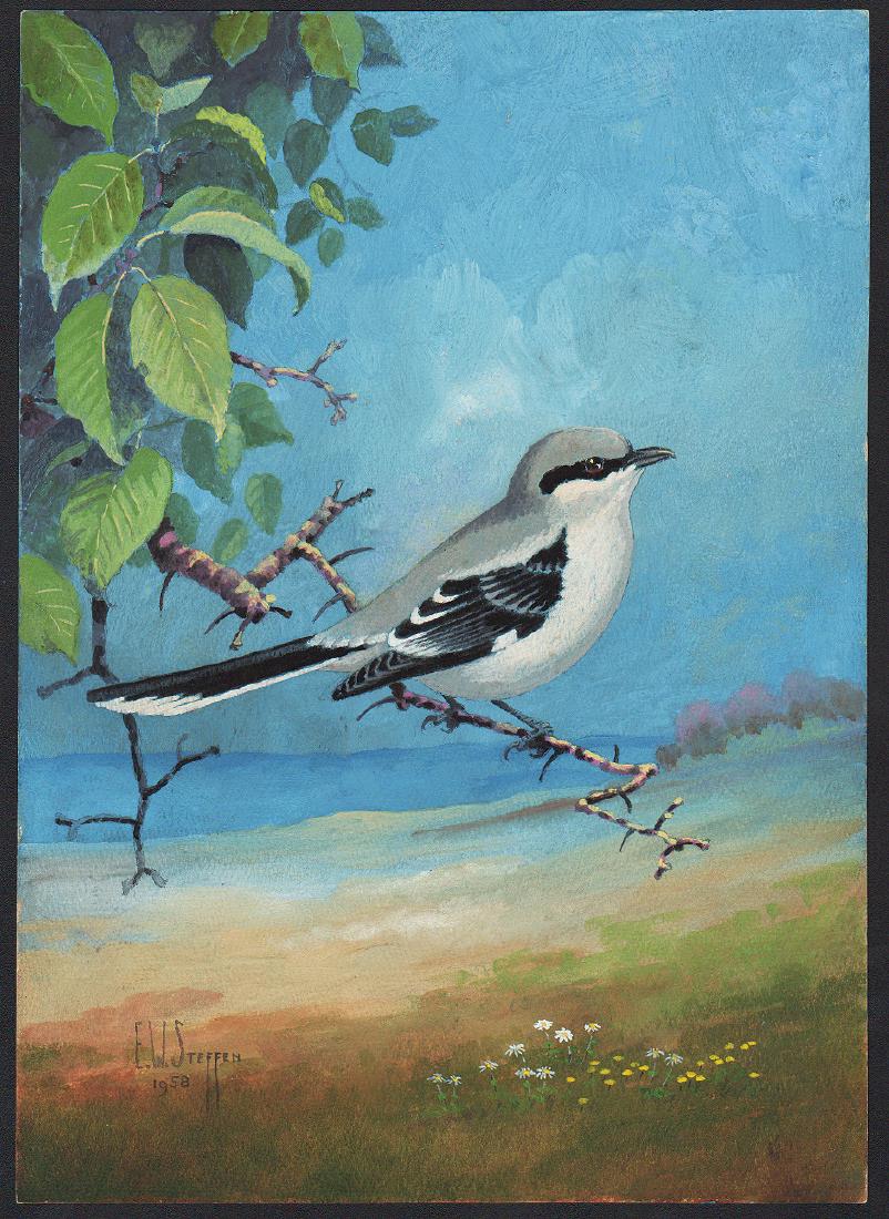Steffen Watercolor of Migrant Loggerhead Shrike (1 of 1)