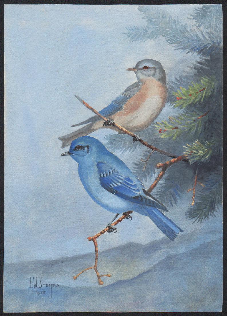 Steffen Watercolor of Mountain Bluebird (1 of 1)