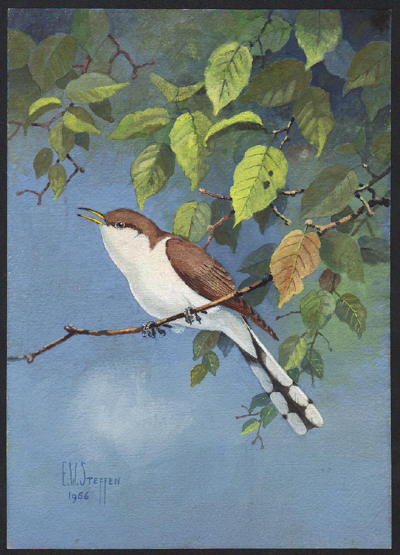 Steffen Watercolor of Yellow-Shafted Flicker (1 of 1)