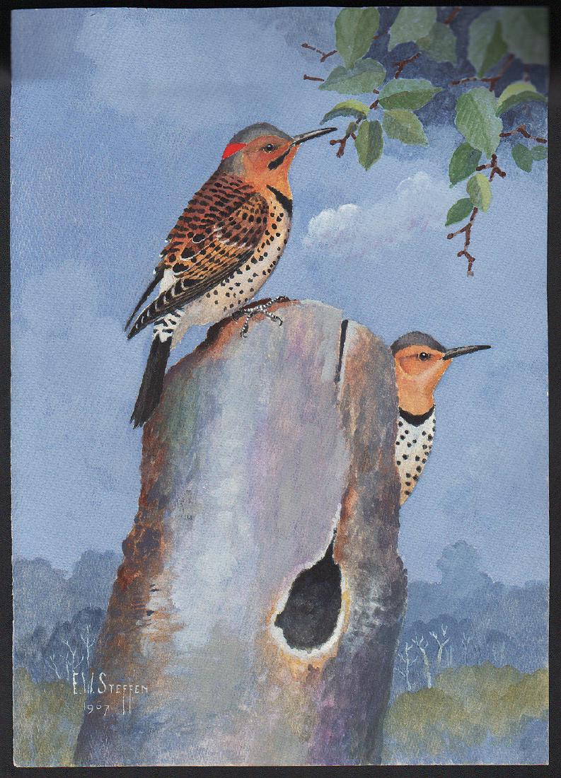 Steffen Watercolor of Yellow-Billed Cuckoo (1 of 1)