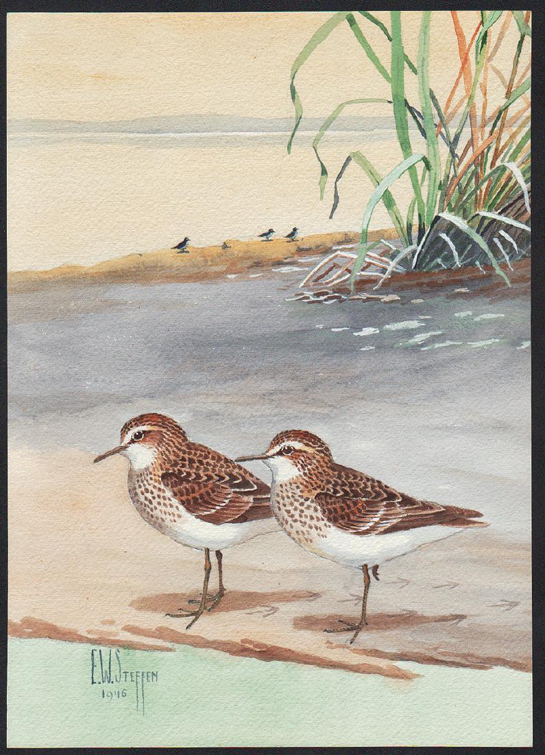 Steffen Watercolor of Least Sandpiper (1 of 1)