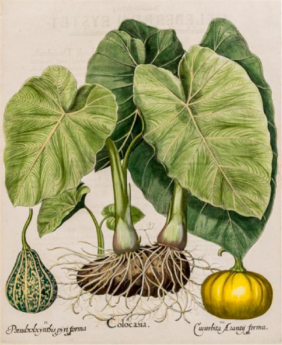 [BOTANICAL]. Besler, Basilius (1561-1629) (1 of 1)