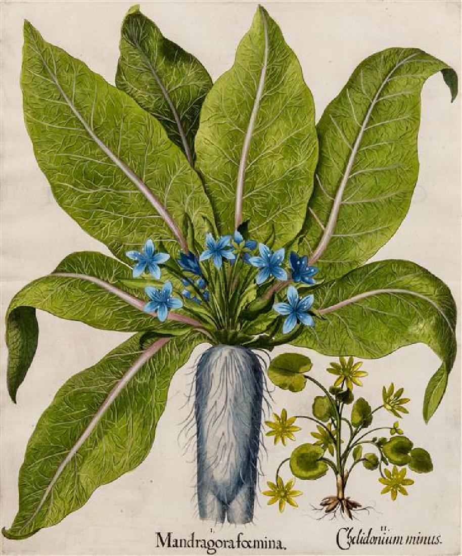[BOTANICAL]. Besler, Basilius (Germany, 1561-1629) (1 of 1)