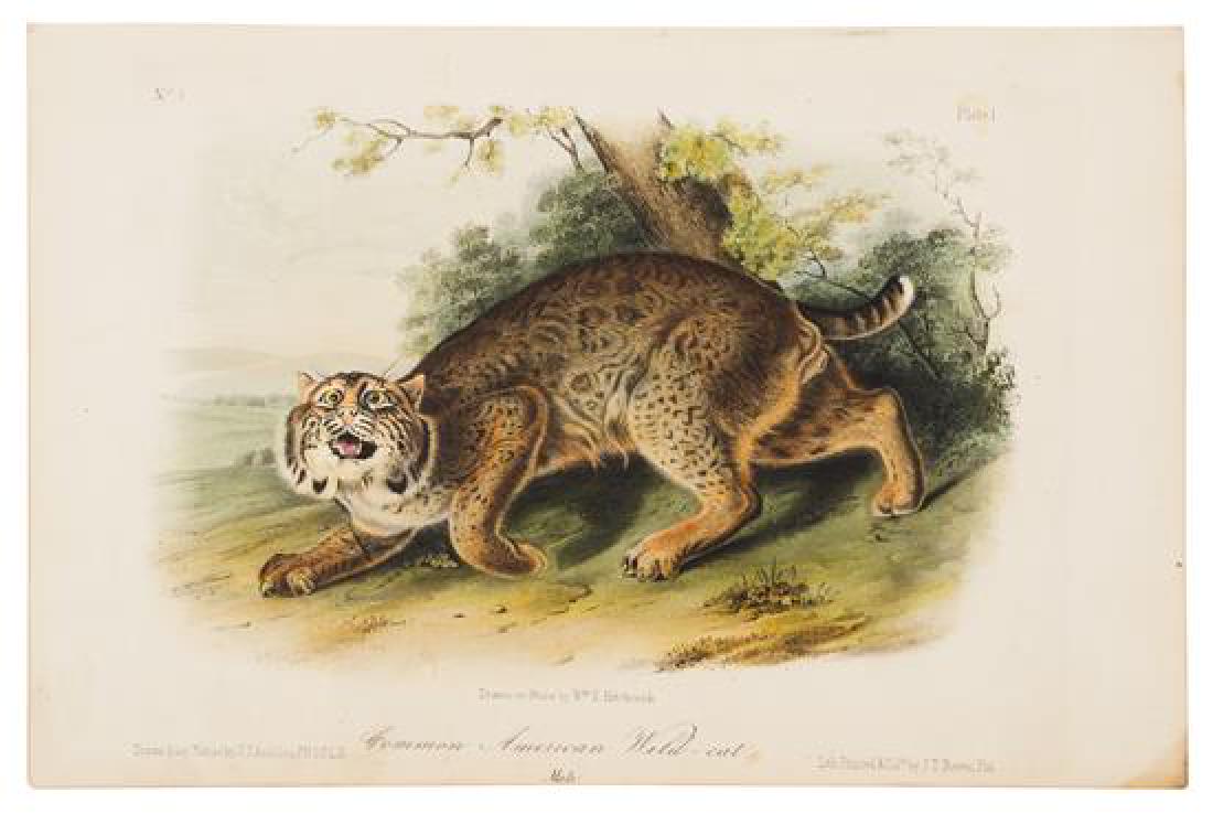 AUDUBON, John James (1808-1851). (1 of 1)