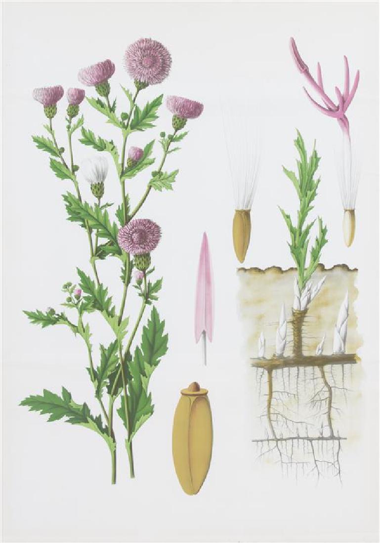 A Pair of Framed Color Botanical Prints Framed 38 1/4 X (1 of 2)