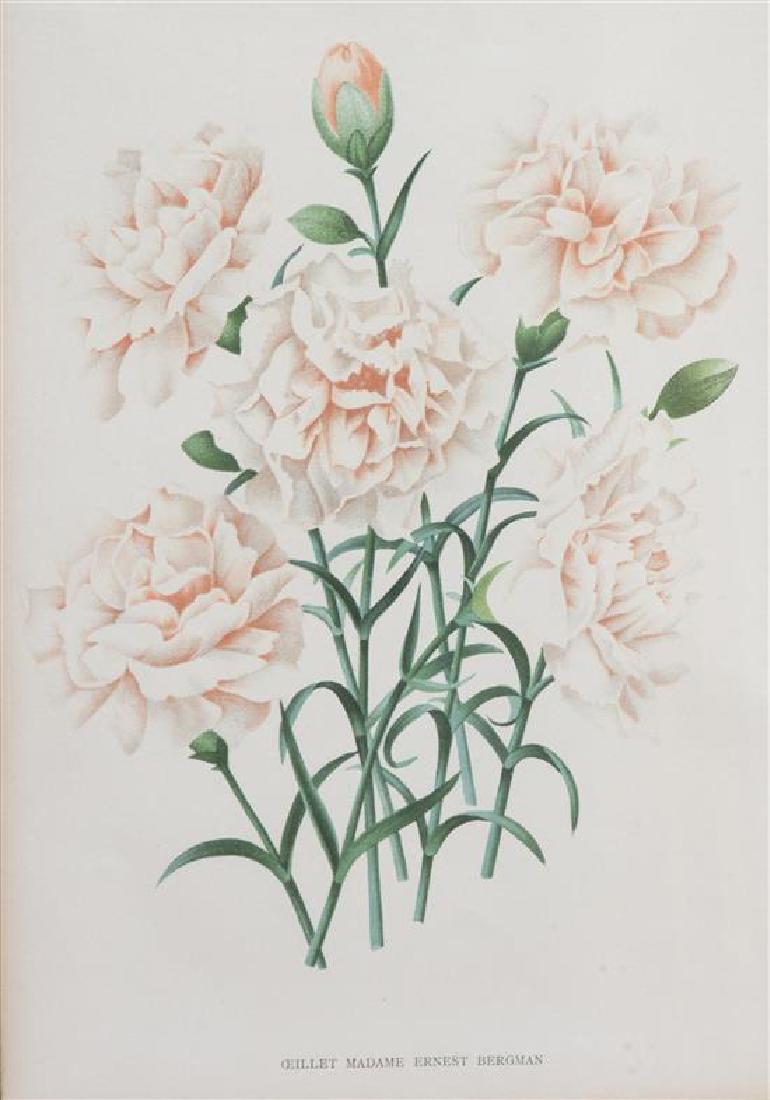 Four Botanical Color Lithographs Framed 12 1/2 X 8 3/4 (1 of 3)