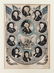 A Group of American Prints
