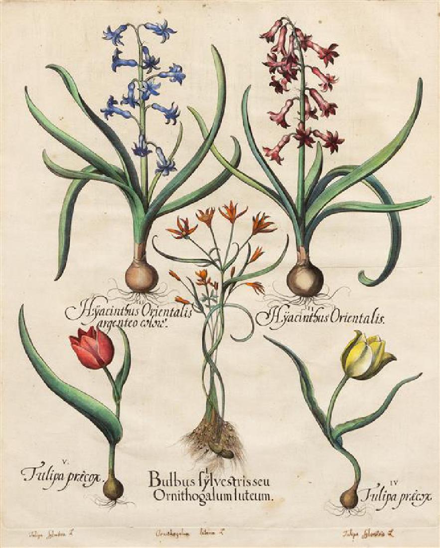 [NATURAL HISTORY]. Besler, Basilius (1561-1629) (1 of 1)