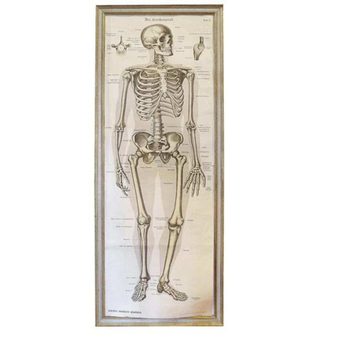 An Anatomy Chart by J.F. Schreiber 5" W x 1.5" D x 64" (1 of 5)