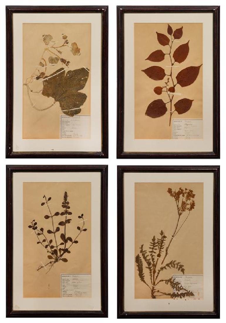 A Group of Victorian Botanical Specimens Frame: 22 x 15 (1 of 3)