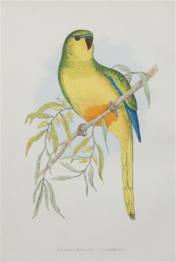 Four Gilt Framed Ornithological Prints of Parakeets (1 of 3)