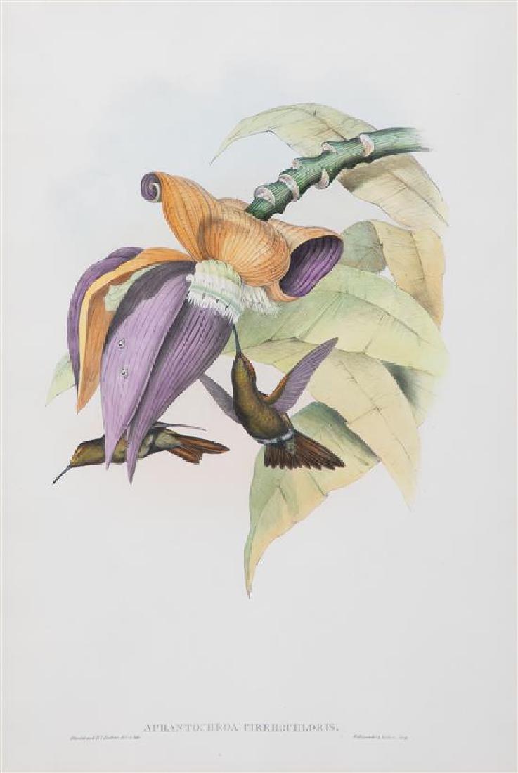 A Gilt Framed Ornithological Color Engraving Image area (1 of 1)