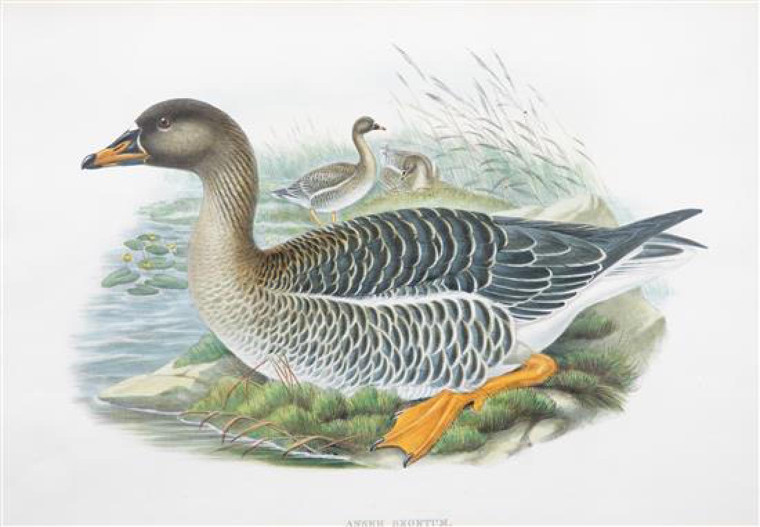 Six Framed Ornithological Color Engravings Image area (1 of 3)