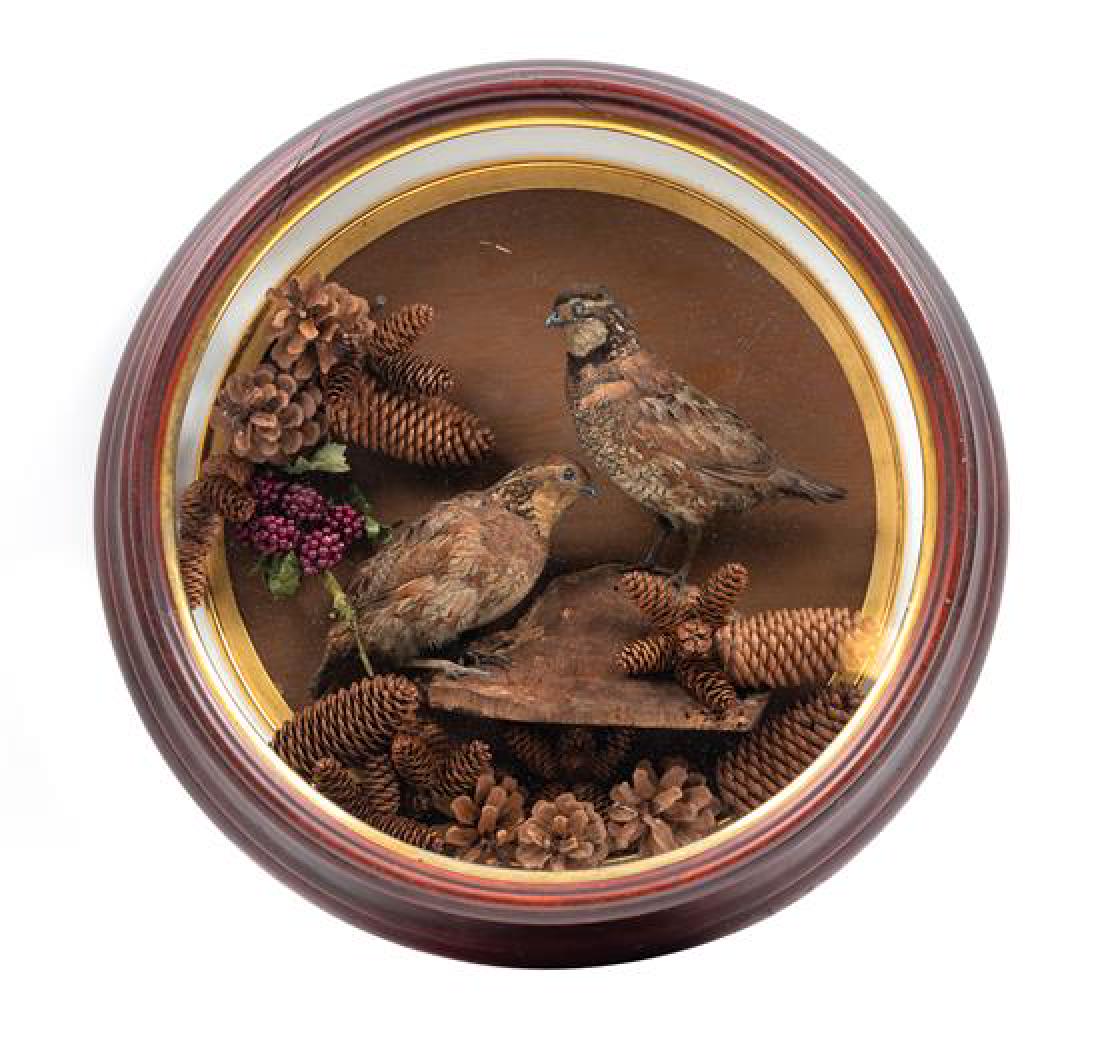 A Victorian Taxidermy Bird Diorama Diameter overall 22 (1 of 1)