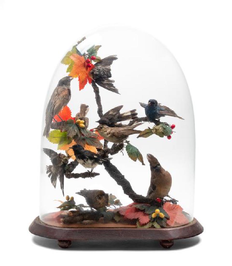A Victorian Taxidermy Bird Diorama Height 18 inches. (1 of 1)