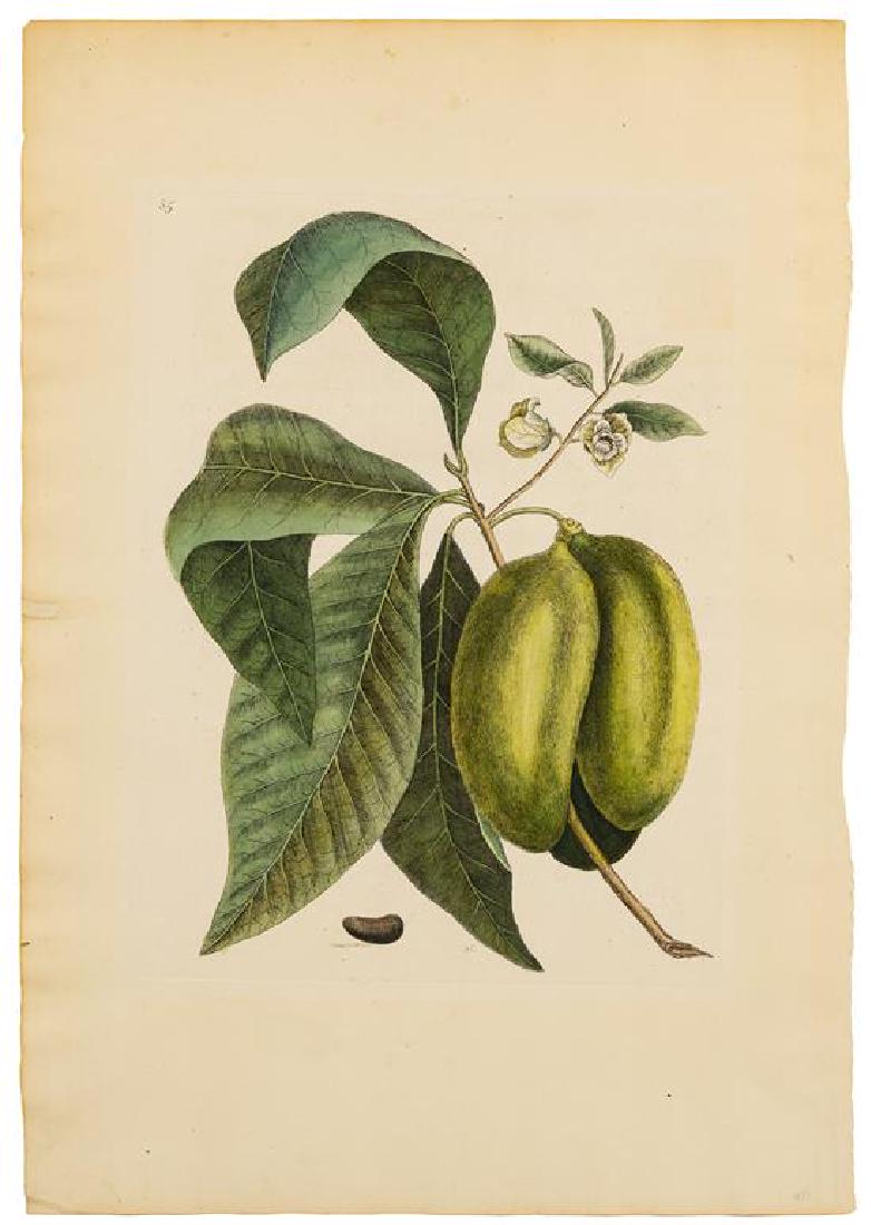 Mark Catesby, (British, 1679-1749), Pawpaw from The (1 of 1)