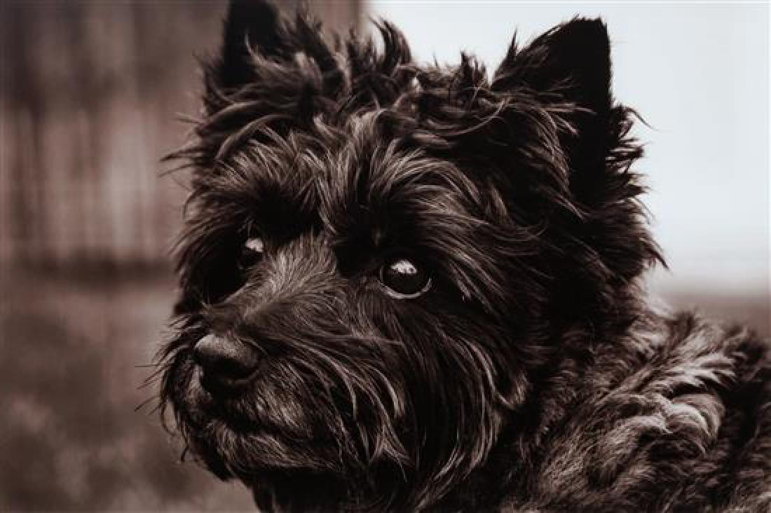 * A Photograph of a Cairn Terrier 9 3/4 x 14 3/4 (1 of 1)
