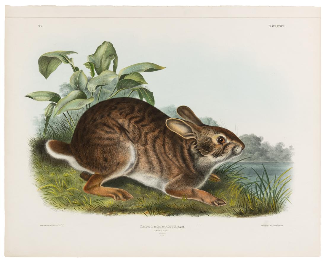AUDUBON, John James (1785-1851). Swamp Hare (Plate (1 of 1)