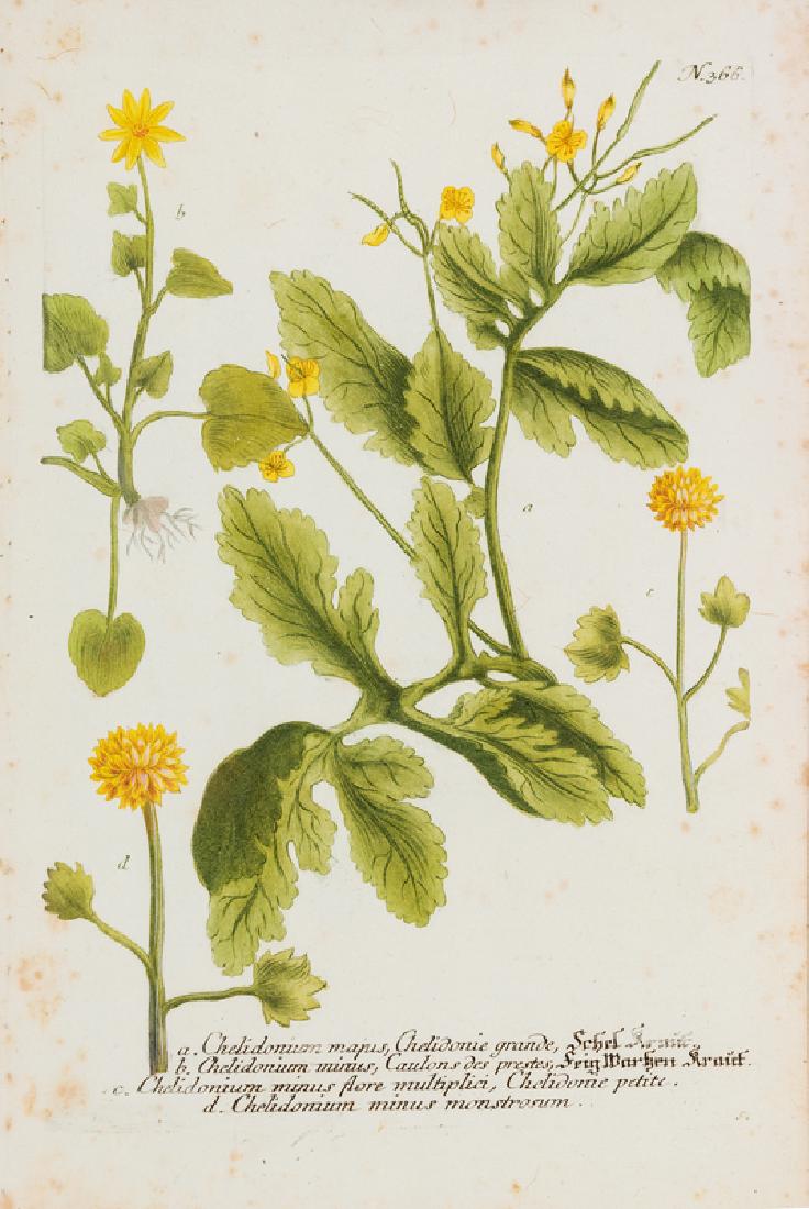A Group of Six Hand-Colored Botanical Engravings from (1 of 6)