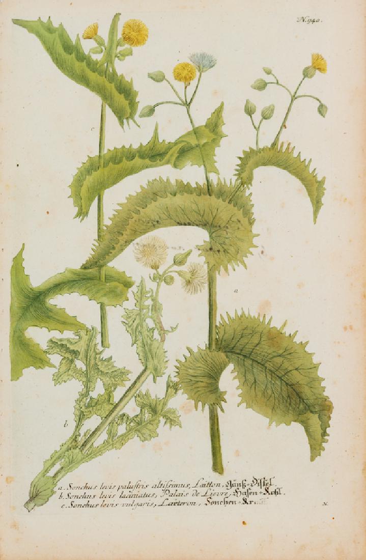 A Group of Six Hand-Colored Botanical Engravings from (1 of 6)