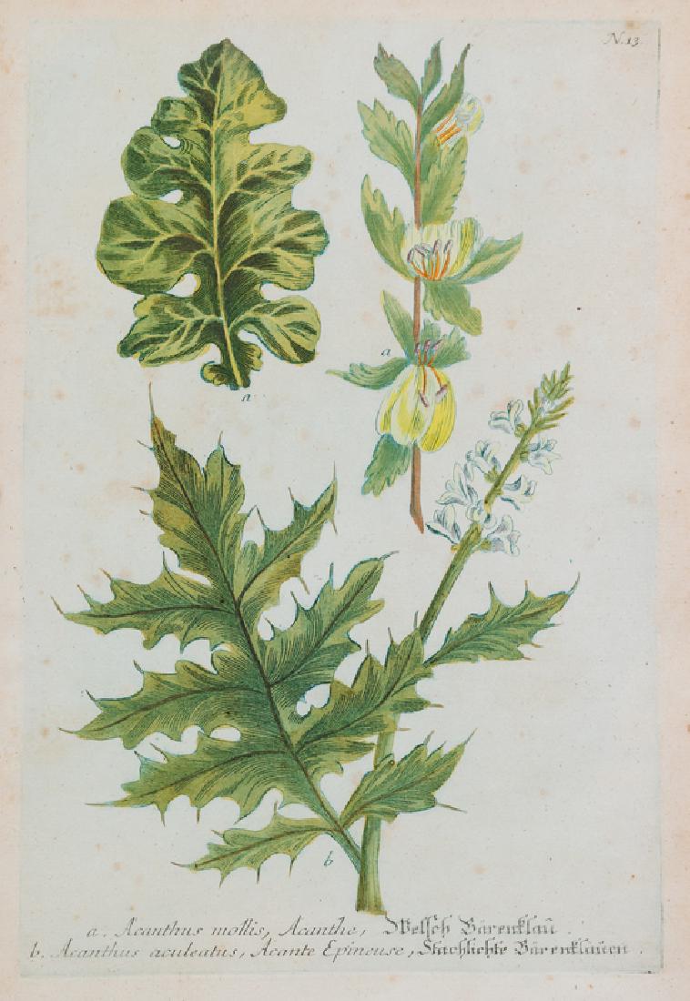 A Group of Six Hand-Colored Botanical Engravings from (1 of 6)