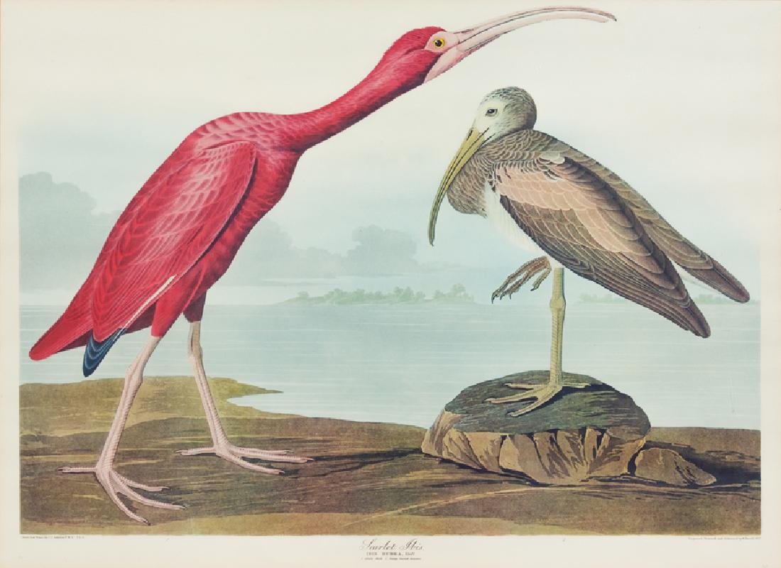Two Large Folio Ornithological Prints, After John James (1 of 2)