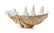 A Giant Clam Shell