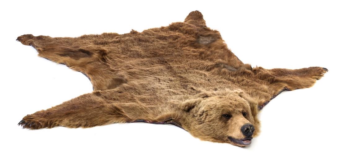 A Taxidermy Bear Skin Rug Length 7 feet 8 inch (1 of 1)