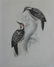 1639: J. E. Gould, (British, 19th Century), Four prints