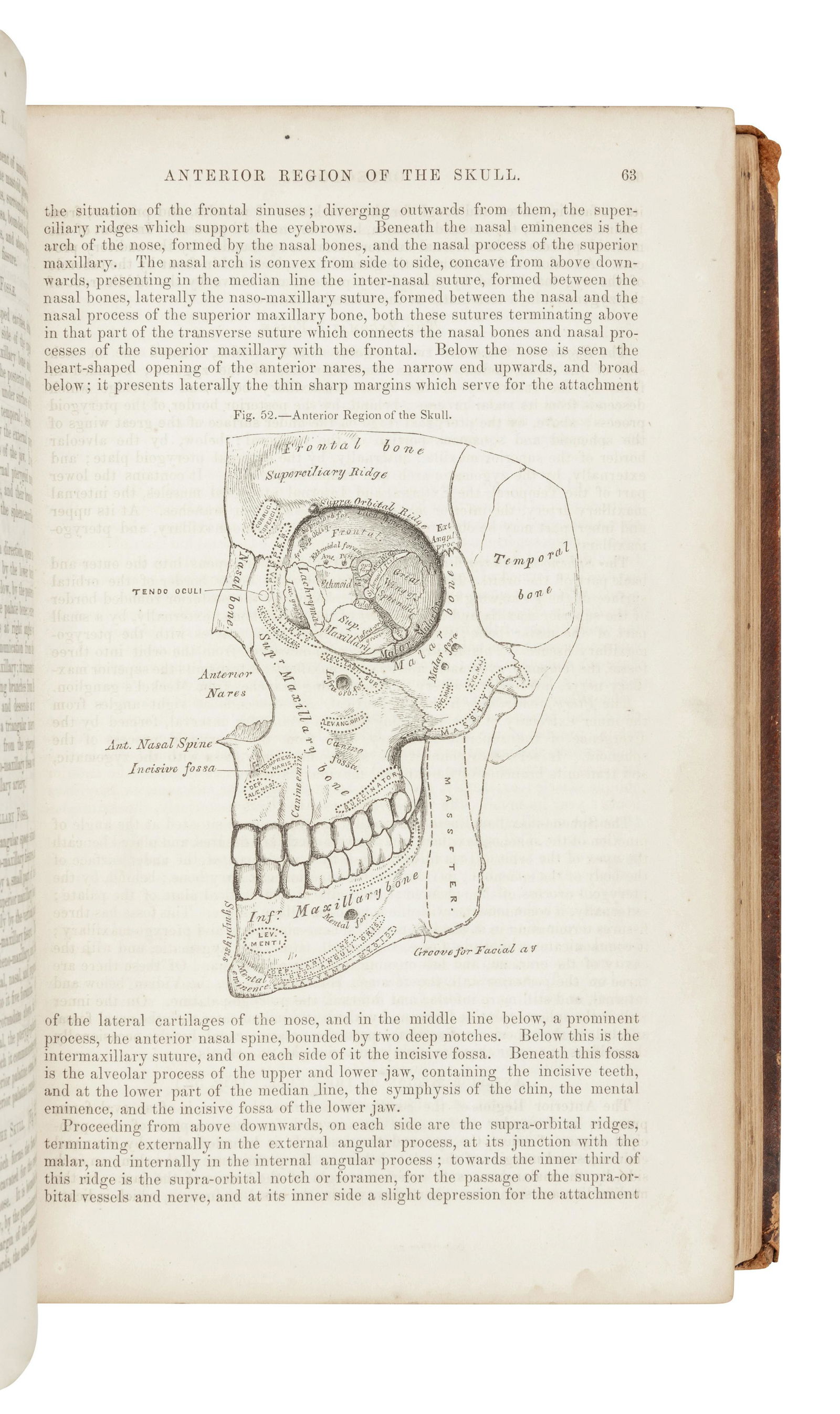 GRAY, Henry (1825-1861). Anatomy, Descriptive and (1 of 2)