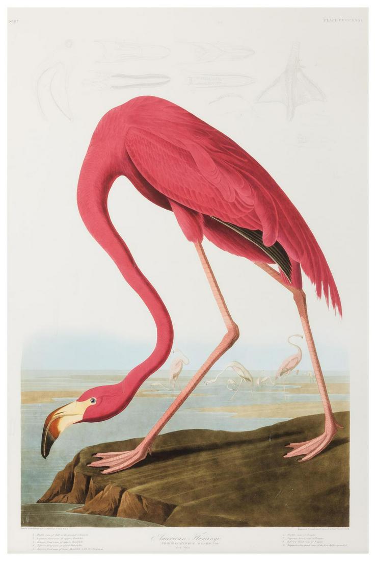 [NATURAL HISTORY] (AUDUBON, John James, after) (1 of 11)