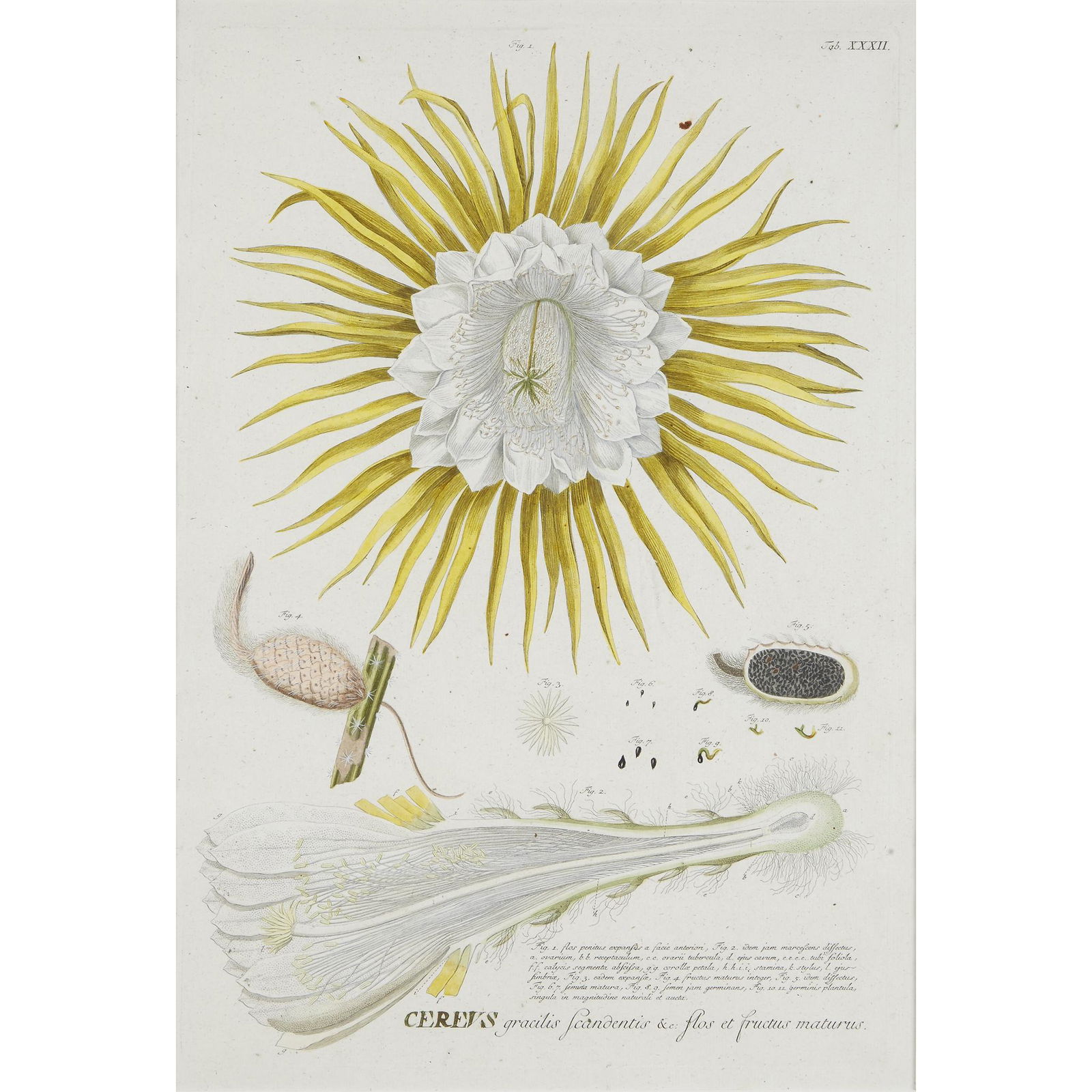 [Prints], Two Cactus Prints (1 of 2)