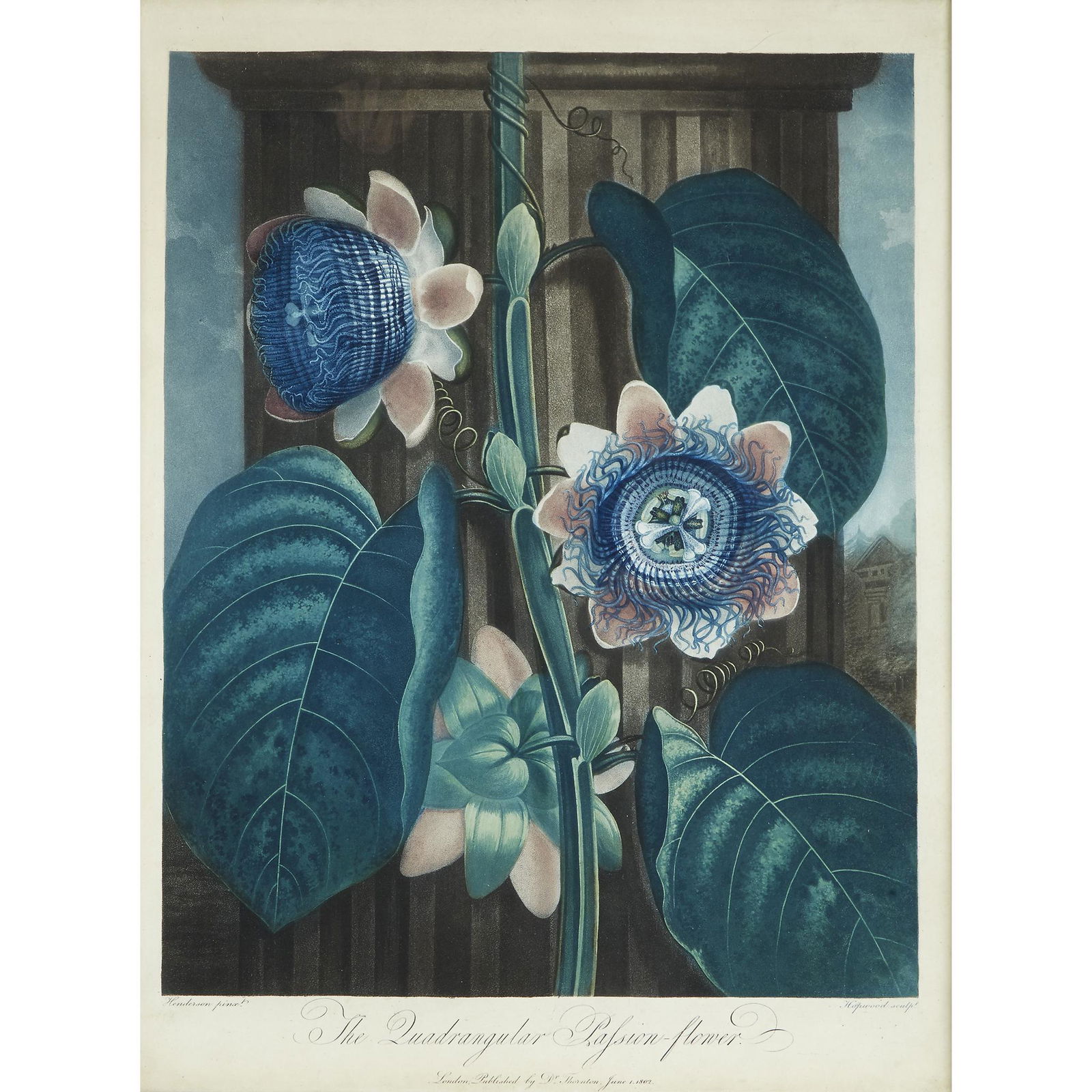 [Prints] Thornton, Robert John (publisher), The (1 of 1)